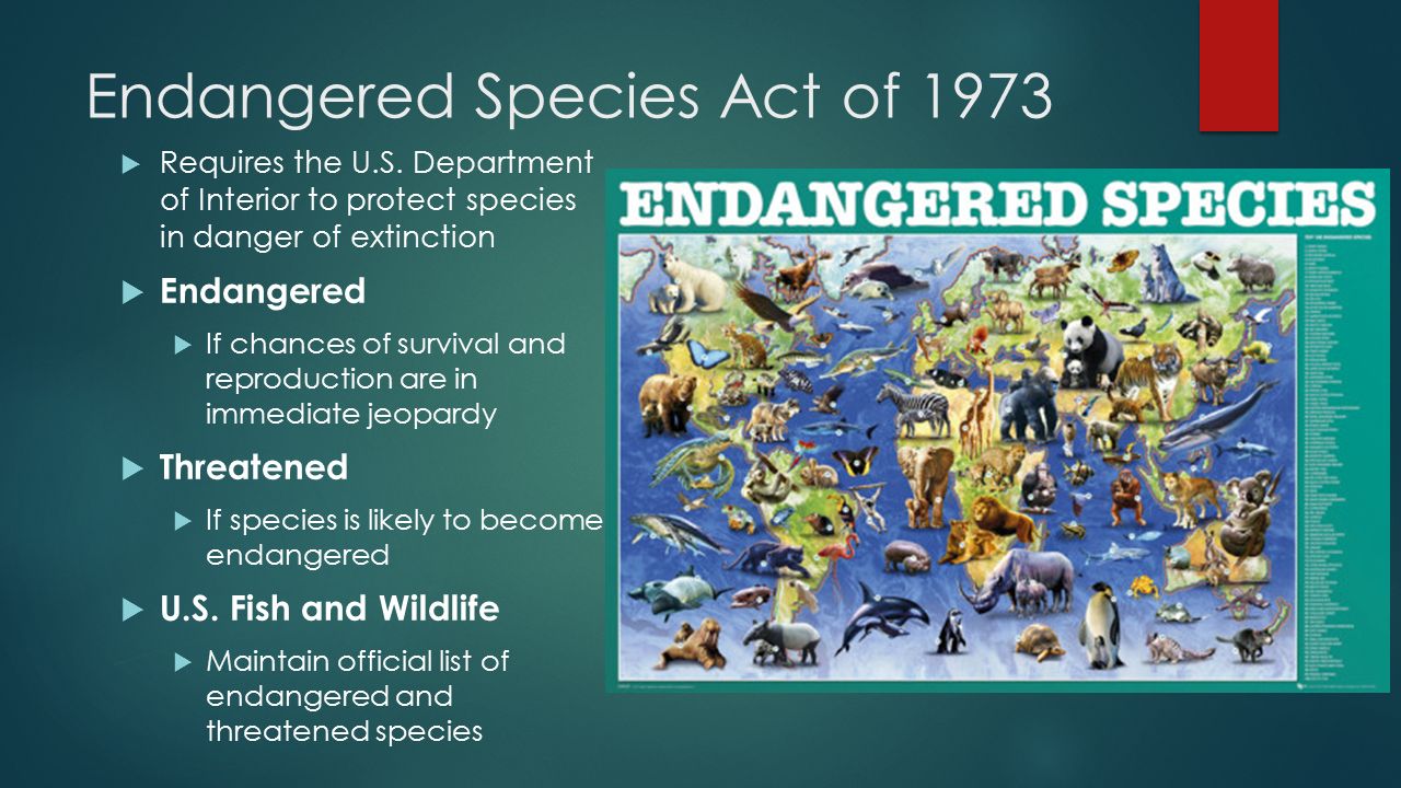 Endangered species ppt